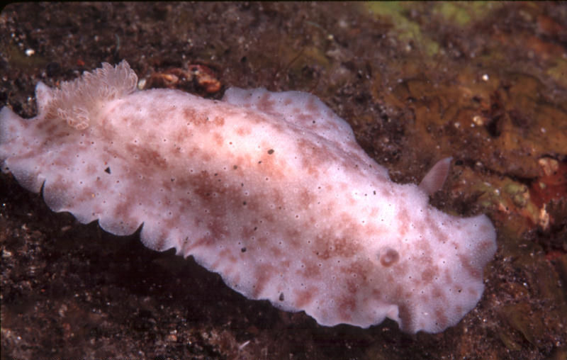 Peltodoris rubra